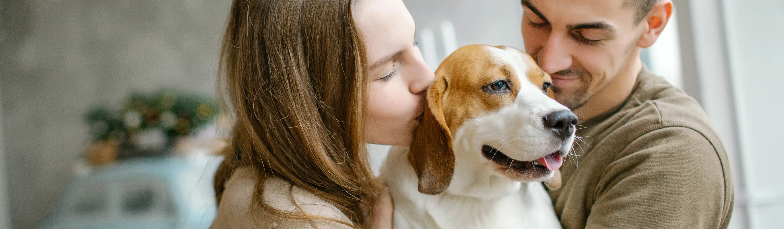 Young woman and man holding and giving love to a Beagle Dog inside of their home. 